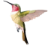 HummingBird IoT Platform logo